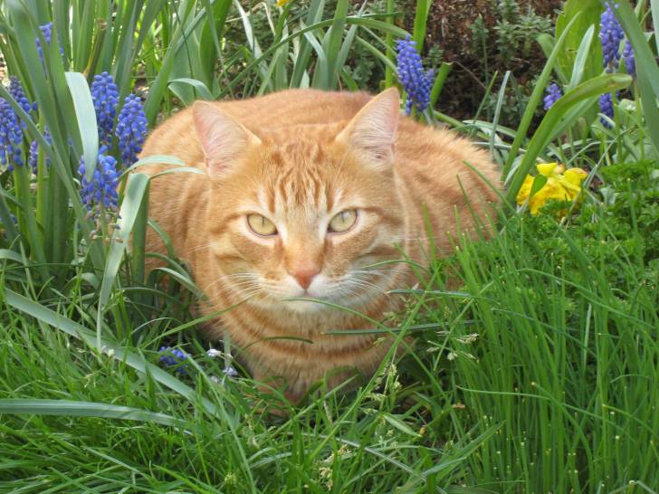 TIGROU - Mâle (3 ans)