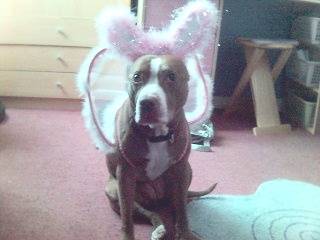zara, fairy dog - (4 ans)