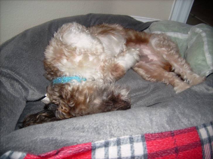 spudy - Mâle (5 mois)