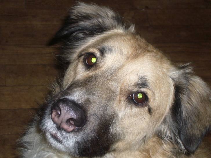Dandy - Mâle (4 ans)