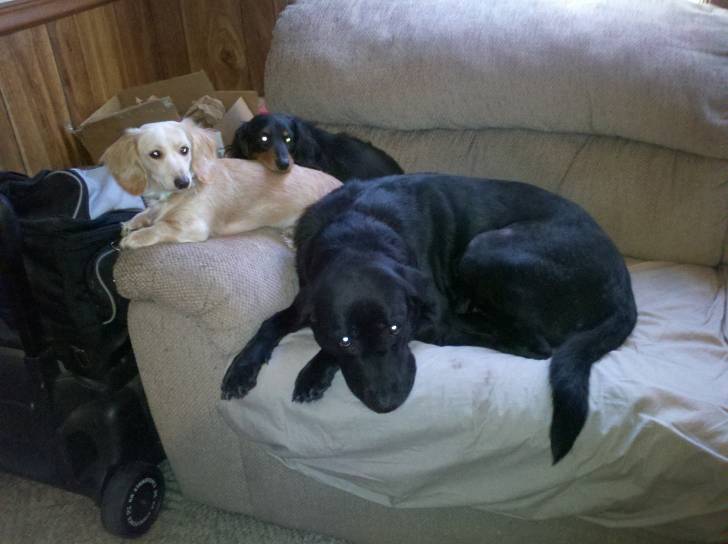 pearl,sophie,rose -