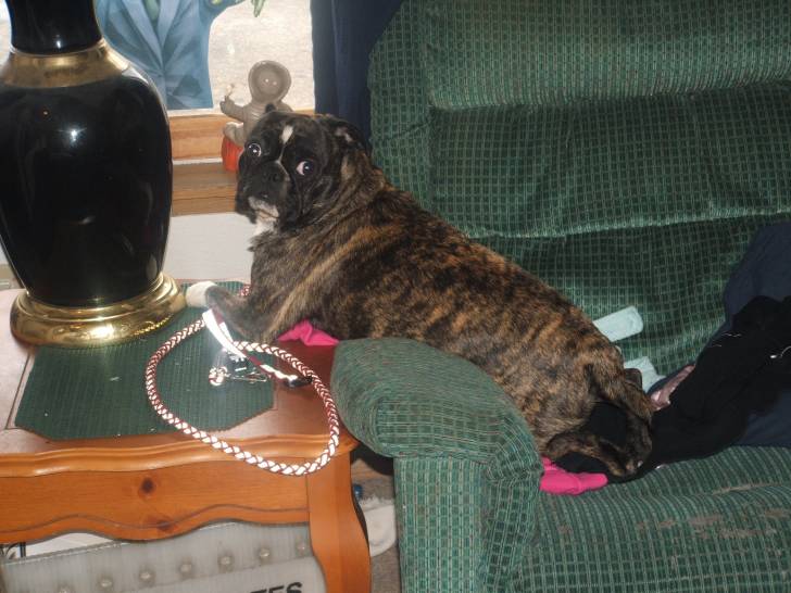 harley - Mâle (2 ans)