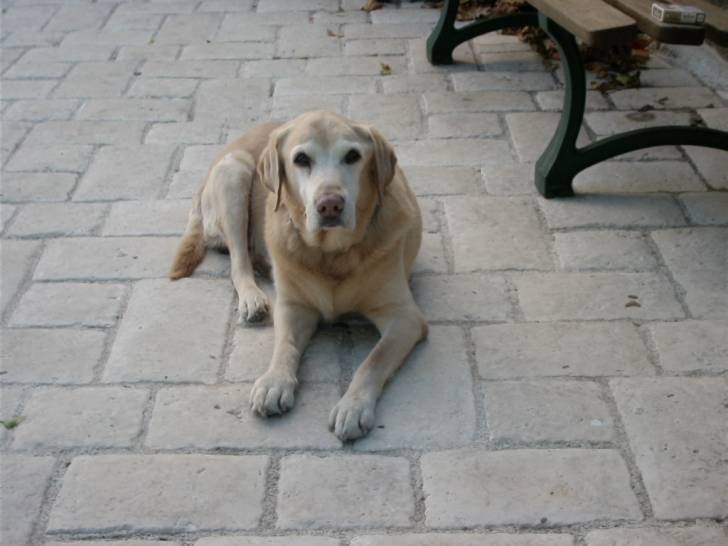 leny - Mâle (14 ans)