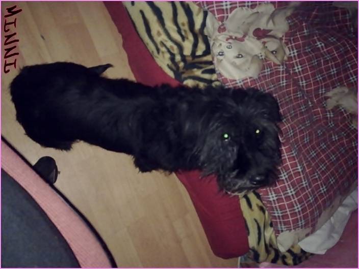 minnie - Femelle (9 ans)