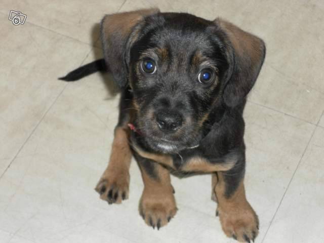 fripouille - Mâle (9 mois)