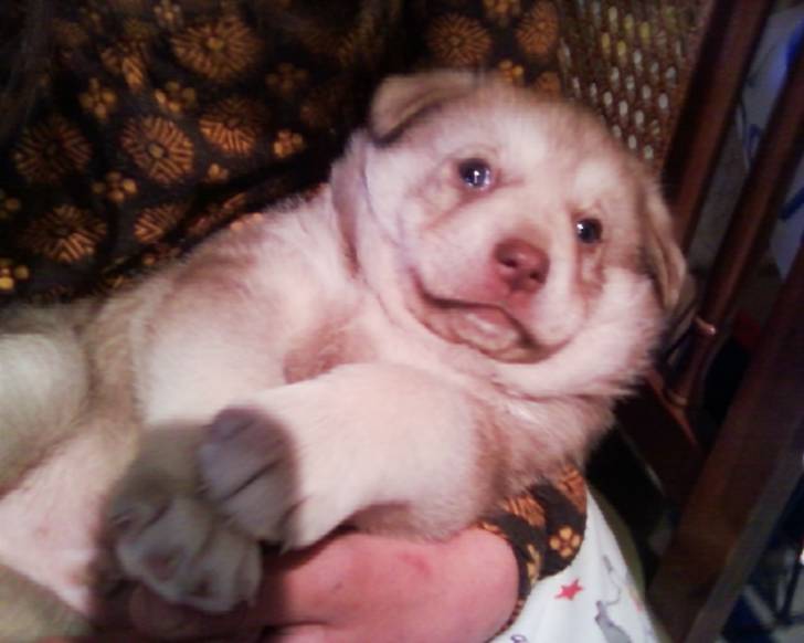 Jable - Mâle (2 ans)