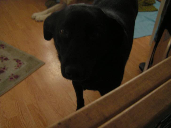 marley - Femelle (9 ans)