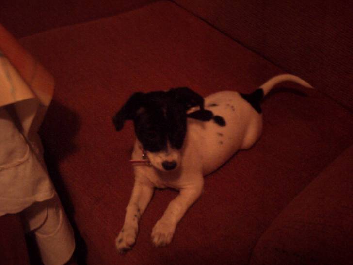 Minnie - Femelle (1 an)