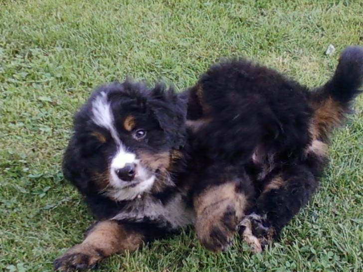 Jecko - Mâle (2 ans)