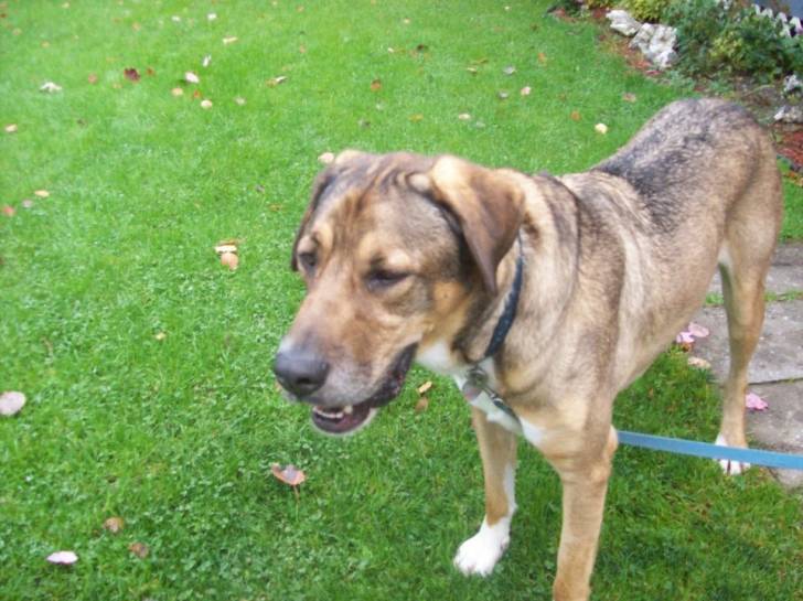 Diego - Mâle (4 ans)