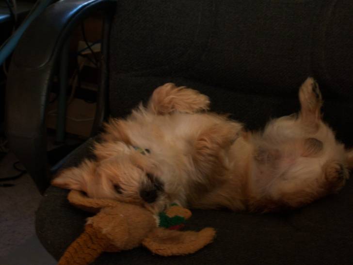 Milo - Mâle (3 ans)