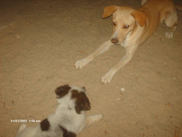 max lejandro - Mâle (1 mois)