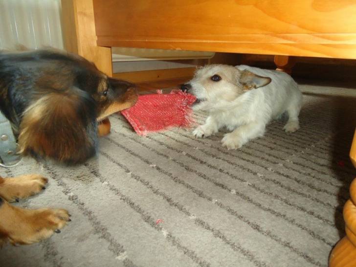 snoopy et tiara -