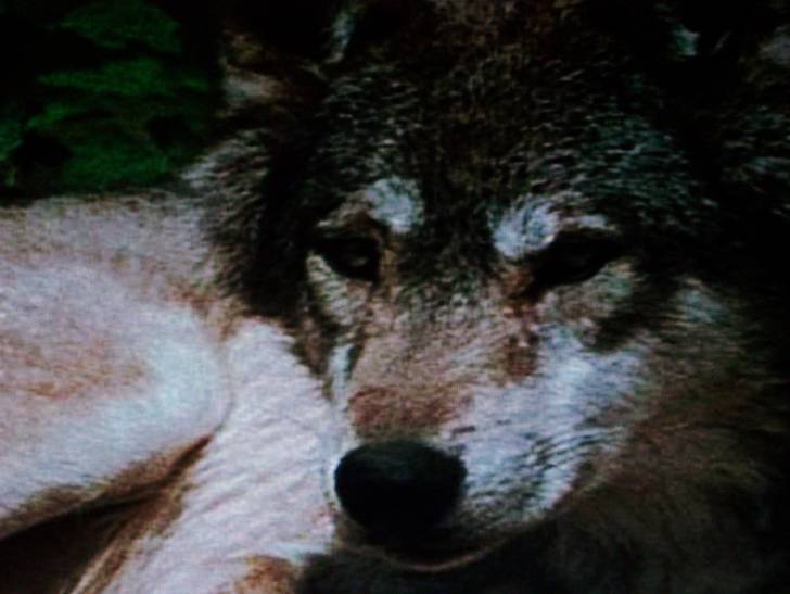 Sleepy Wolf - (3 ans)