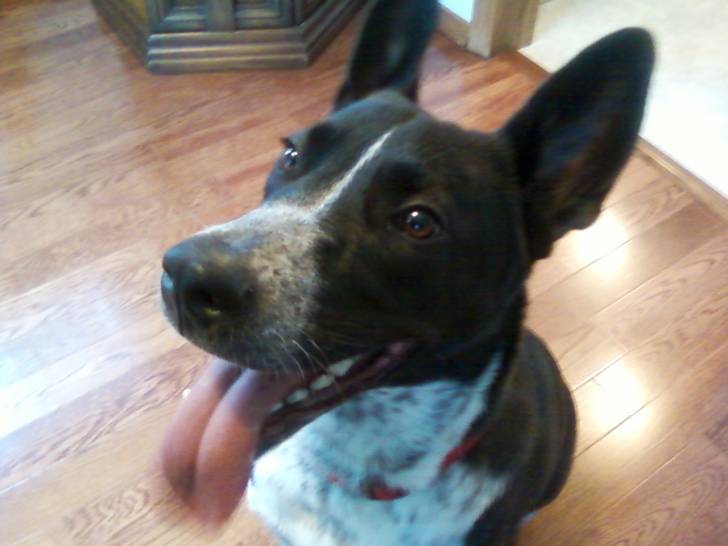 Rusty - Mâle (3 ans)