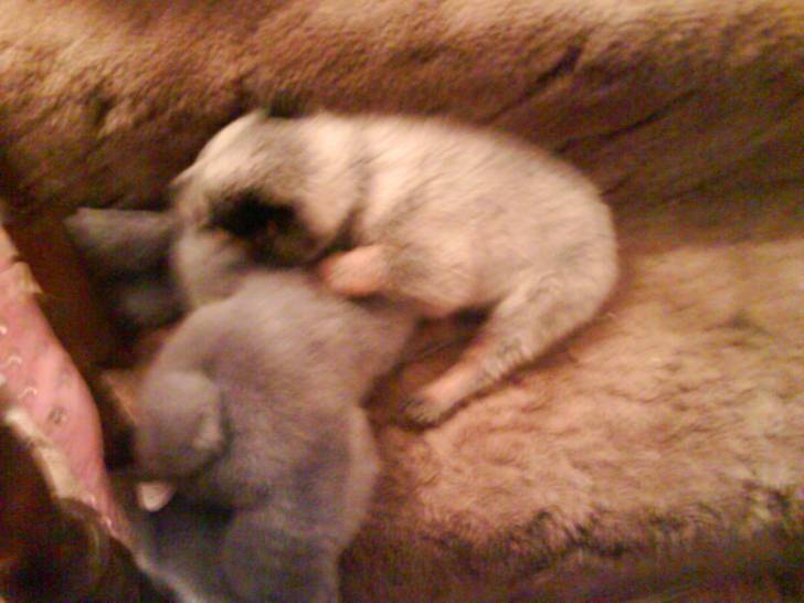 whisky - Femelle (4 mois)