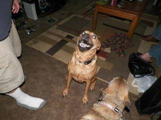 Dakota and Cheyenne - Femelle (6 ans)