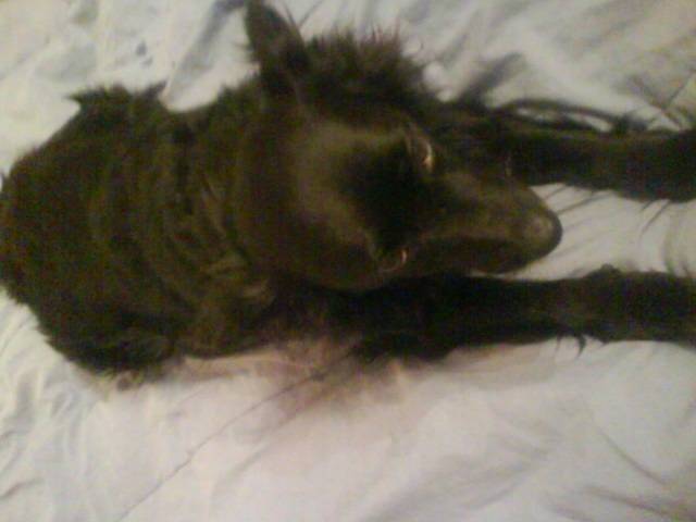 Bouba - Femelle (4 ans)