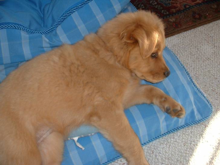 Frida - Femelle (6 ans)