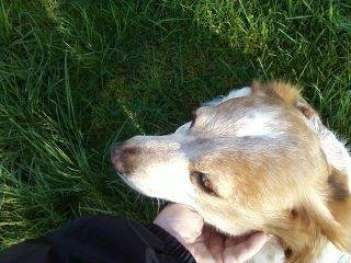 Snoopy - Mâle (11 ans)