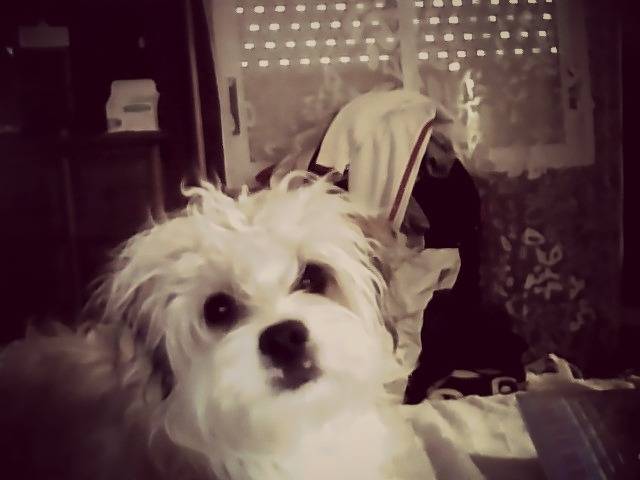 Tula - Femelle (10 mois)