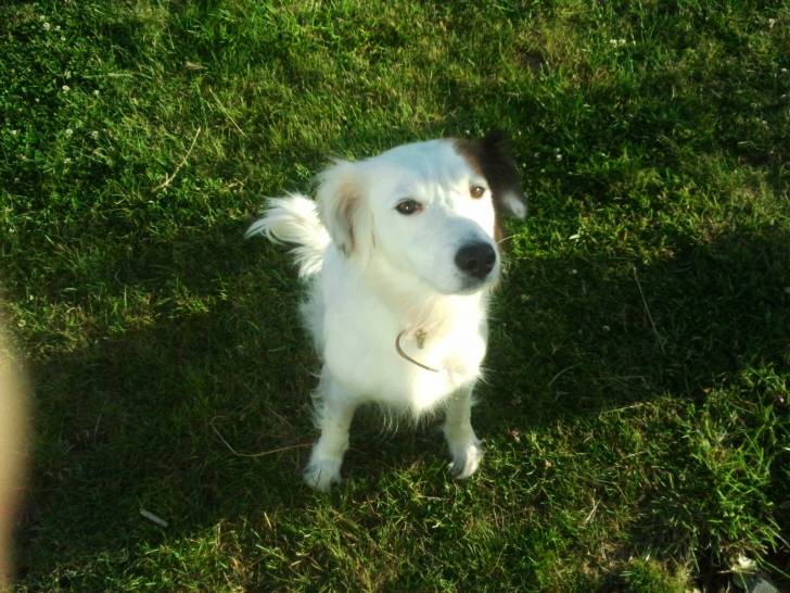 Caramelle2 - Femelle (8 ans)