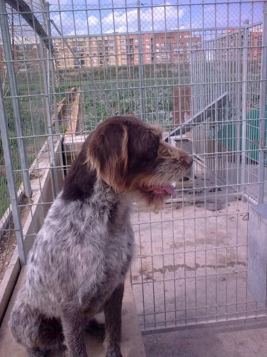 Sitka - (4 ans)