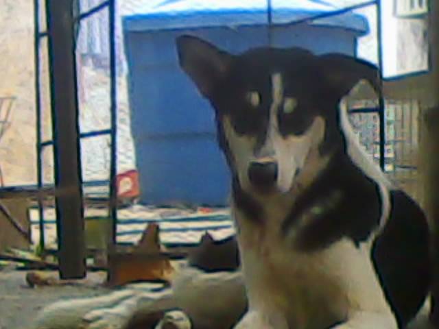 Manchitas - (2 ans)