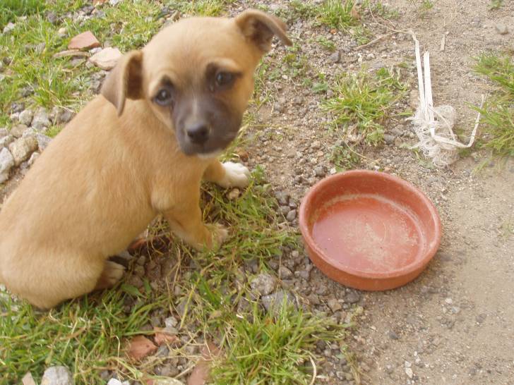 Perrito - (6 ans)
