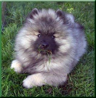 yougie - (7 mois)