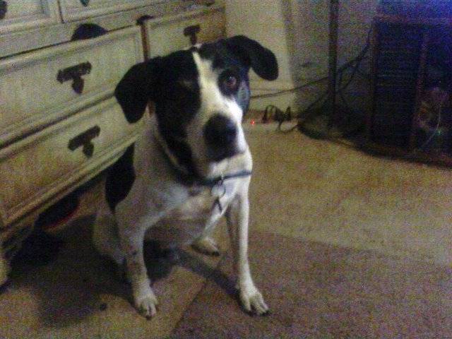 blue - Mâle (13 ans)