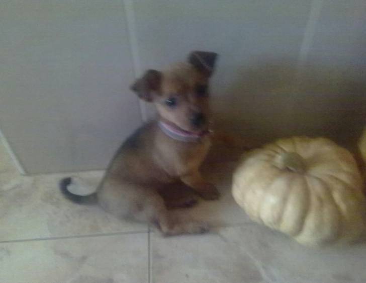 Precius - (4 mois)