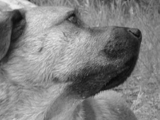 Timber - Mâle (9 ans)