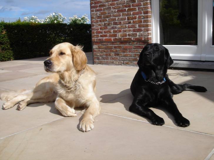 simba and gypsy - (2 ans)