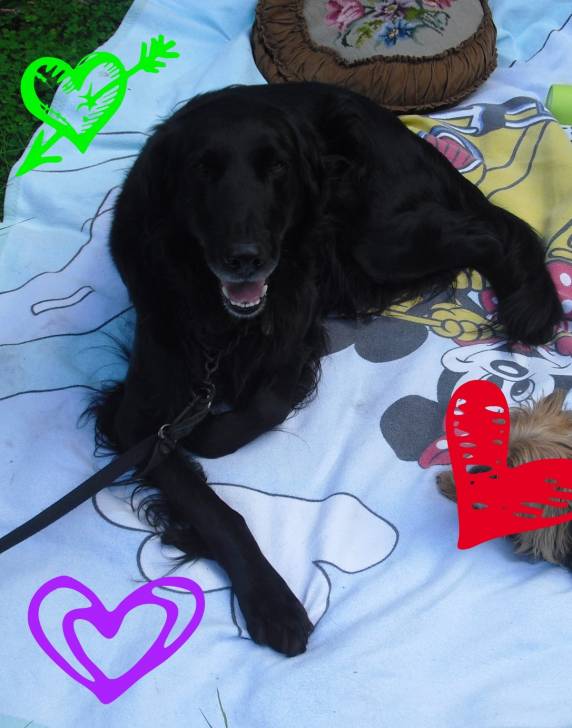 Larry - Mâle (11 ans)