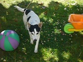 Chico - Mâle (15 ans)