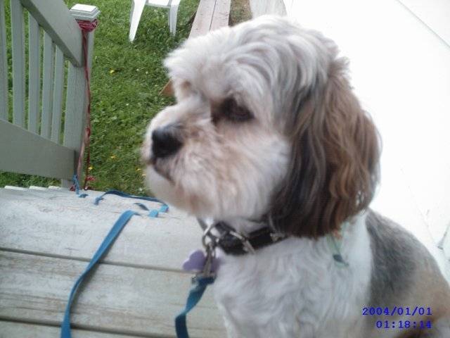 mindy - Femelle (5 ans)