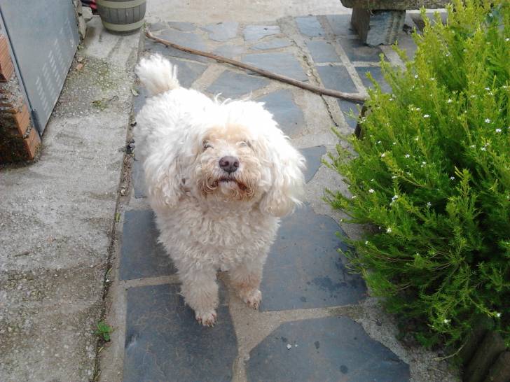 trasto - Mâle (11 ans)