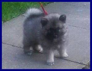 kimi - (6 mois)