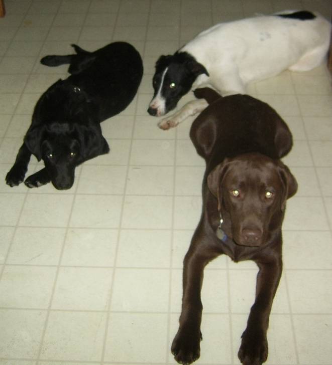 Casey, Tobey and Peanut - Mâle