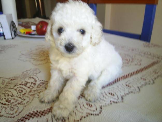 dog - (5 mois)