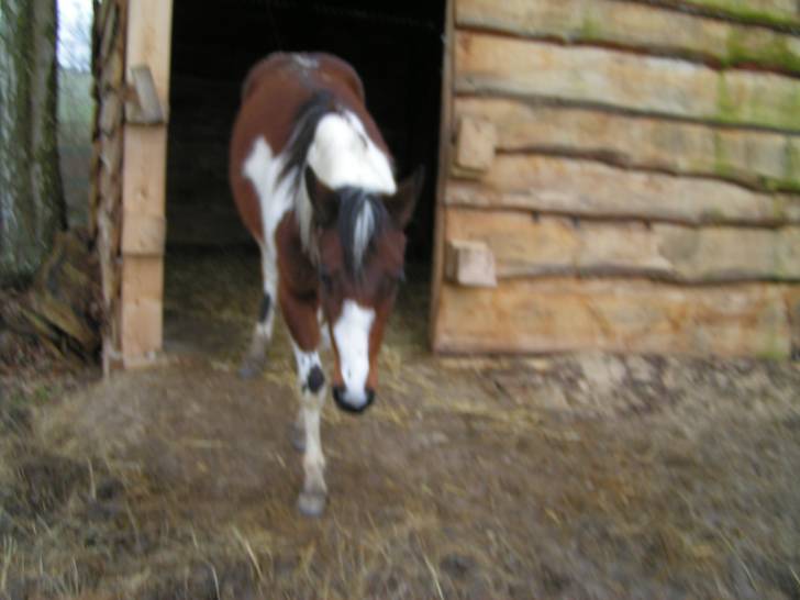 Savanah - (4 ans)