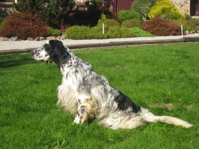 bella - Femelle (8 ans)