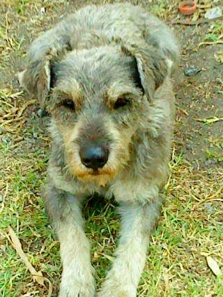 Pelos - Mâle (14 ans)