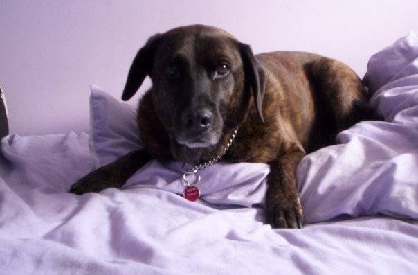 Bruno r.i.p - Mâle (13 ans)