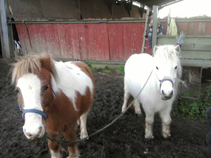 Caline la pie et Margotine la blanche ma chouchoute -