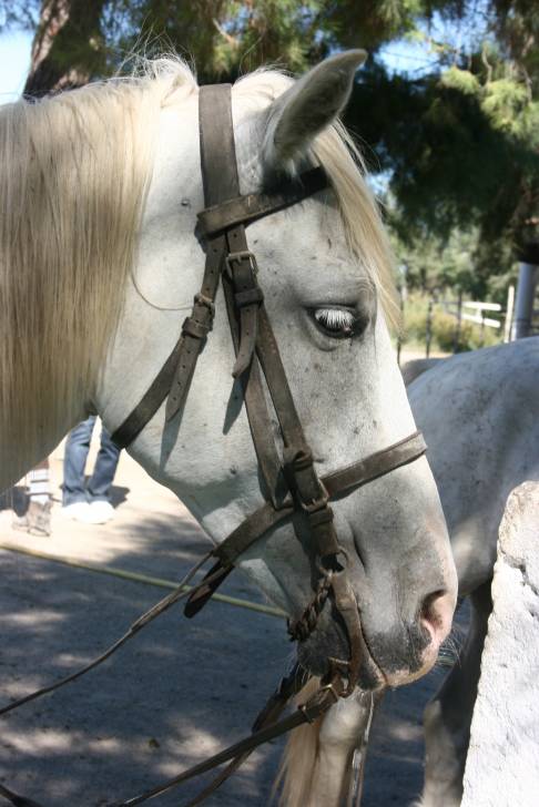 Sapie - (3 ans)