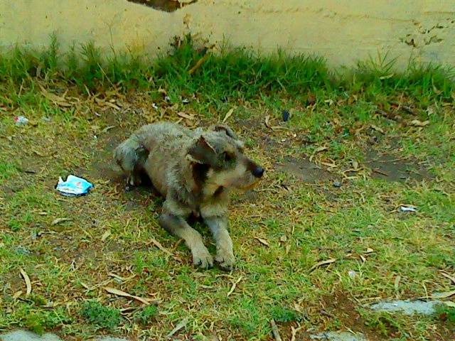 Pelos - Mâle (14 ans)