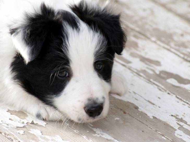 Licorice - (1 mois)
