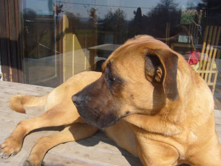 scotch - Mâle (2 ans)